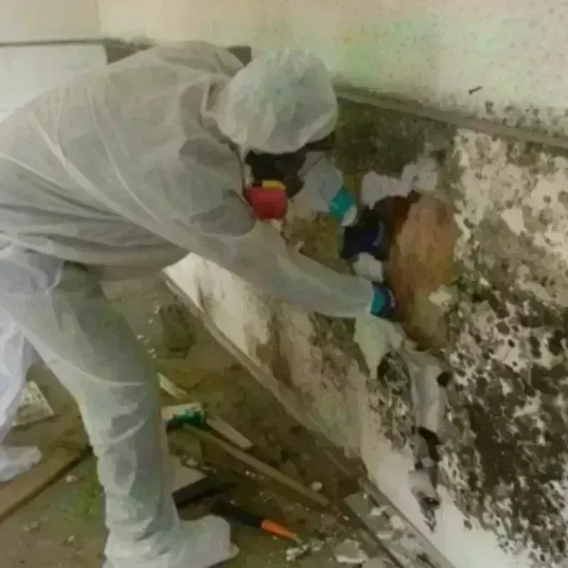 Mold Remediation and Removal in Bottineau, ND